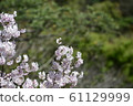 Beautiful cherry blossoms 61129999