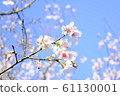 Beautiful cherry blossoms 61130001
