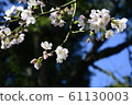 Beautiful cherry blossoms 61130003