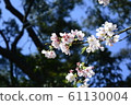 Beautiful cherry blossoms 61130004