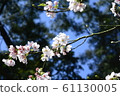 Beautiful cherry blossoms 61130005