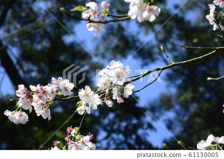 Beautiful cherry blossoms Beautiful cherry blossoms 61130005