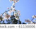 Beautiful cherry blossoms 61130006