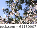 Beautiful cherry blossoms 61130007