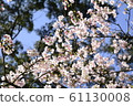 Beautiful cherry blossoms 61130008