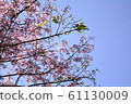 Beautiful cherry blossoms 61130009