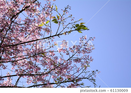 Beautiful cherry blossoms Beautiful cherry blossoms 61130009