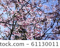 Beautiful cherry blossoms 61130011