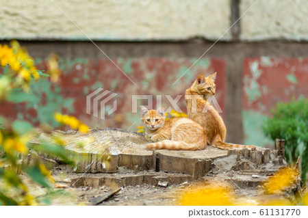 Wild ginger kittens are resting in a tree garden 61131770