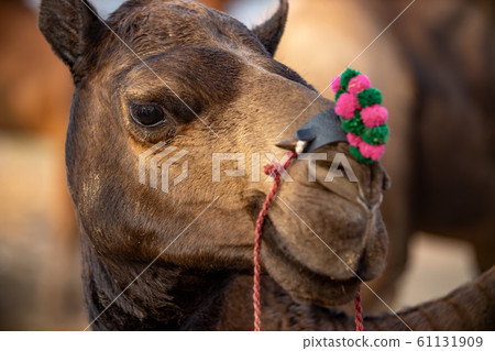 Camels at the Pushkar Fair, also called the Camels at the Pushkar Fair, also called the 61131909