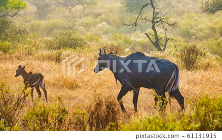 Nilgai or blue bull is the largest Asian antelope 61131915