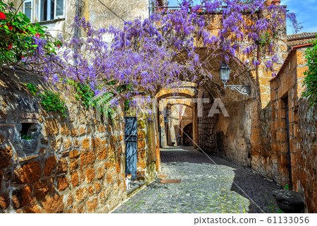 Blooming wisteria flowers in historical Orvieto 61133056