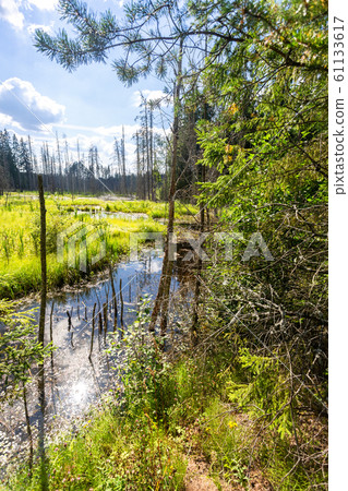 Forest landscape with clouds reflecting in the 61133617