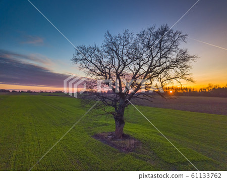 Oak tree in the evening light, Lithuania Europe 61133762