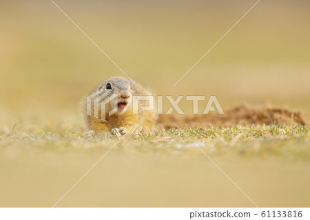 European Ground Squirrel, Spermophilus citellus, European Ground Squirrel, Spermophilus citellus, 61133816