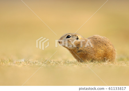 European Ground Squirrel, Spermophilus citellus, European Ground Squirrel, Spermophilus citellus, 61133817