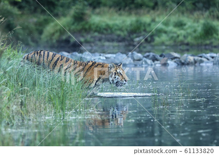 Siberian tiger is reddish-rusty, with narrow black Siberian tiger is reddish-rusty, with narrow black 61133820