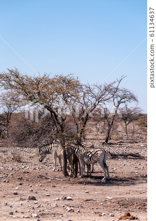 Zebras Standing Near a Tree 61134637