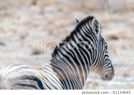 Burchell zebra -Equus quagga burchelli- Grazing on the plains of Etosha 61134645