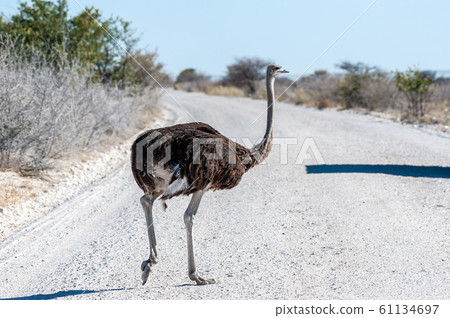 Ostrich crossing the Road in Etosha Ostrich crossing the Road in Etosha 61134697