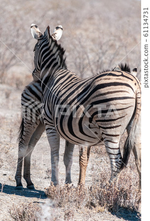 Burchell zebra -Equus quagga burchelli- Grazing on the plains of Etosha 61134731
