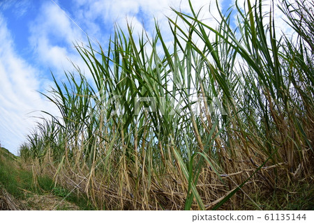 Hateruma Island World 61135144