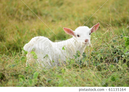 Hateruma Island World 61135164