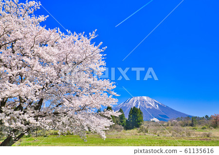 Cherry blossoms on the streets of Oyama and Kishimoto Cherry blossoms on the streets of Oyama and Kishimoto 61135616