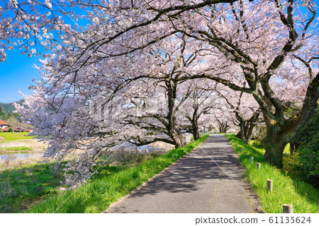 A row of cherry blossom trees on the bank of the Hoshoji River A row of cherry blossom trees on the bank of the Hoshoji River 61135624