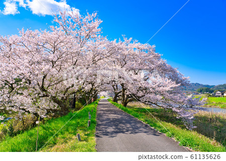 A row of cherry blossom trees on the bank of the Hoshoji River A row of cherry blossom trees on the bank of the Hoshoji River 61135626