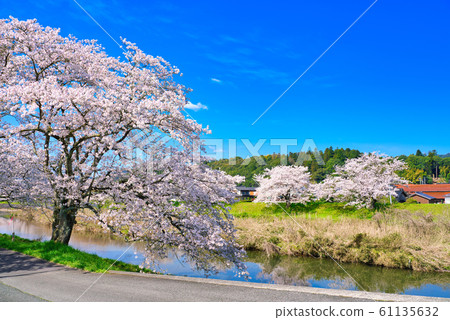 A row of cherry blossom trees on the bank of the Hoshoji River 61135632