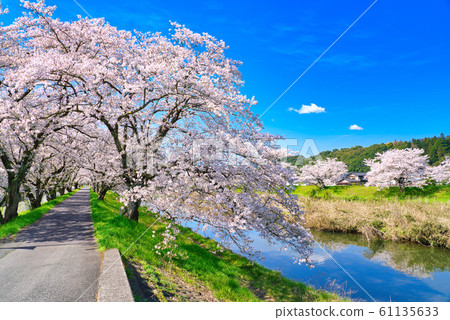 A row of cherry blossom trees on the bank of the Hoshoji River A row of cherry blossom trees on the bank of the Hoshoji River 61135633