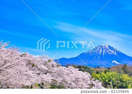 Sakura of Oyama and Banbara Park Sakura of Oyama and Banbara Park 61135644
