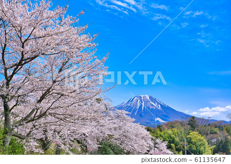 Sakura of Oyama and Banbara Park Sakura of Oyama and Banbara Park 61135647