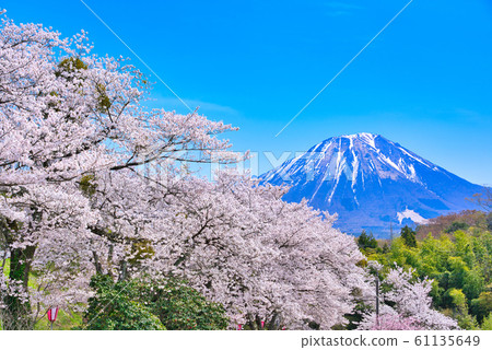 Sakura of Oyama and Banbara Park Sakura of Oyama and Banbara Park 61135649