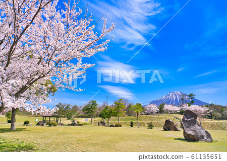 櫻花,大山和北紀町體育公園 櫻花,大山和北紀町體育公園 61135651