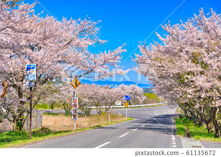 Cherry blossoms in Oyama-cho Toyofusa 61135672
