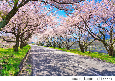 Cherry blossoms in Oyama-cho Toyofusa 61135673