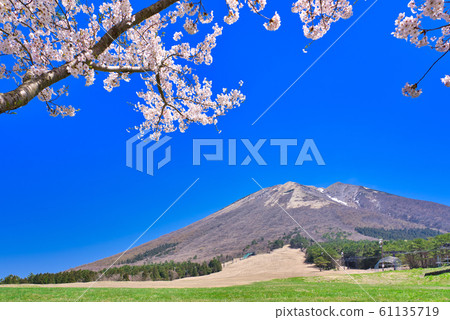 大山春季櫻花和增水原高原 61135719