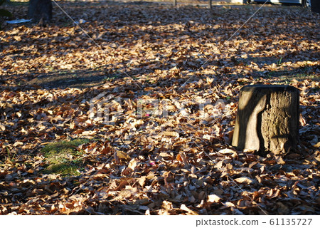 Fallen leaves 61135727