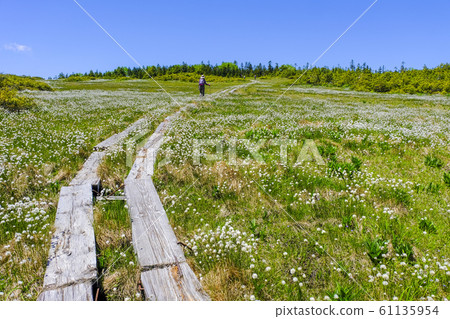 哇舌頭盛開田代沼地 61135954
