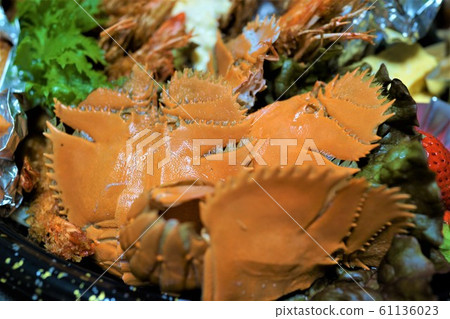 鹿兒島縣和泉市內和蝦、象蝦、蝦 61136023