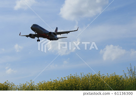 Airplane rape blossom Airplane rape blossom 61136300