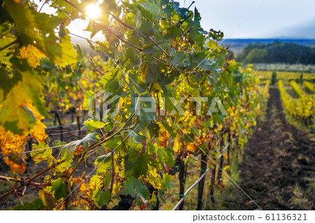 Vineyard on Lake Trasimeno in Umbria Italy Vineyard on Lake Trasimeno in Umbria Italy 61136321