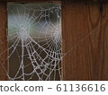 Frosted Spiders Web 61136616