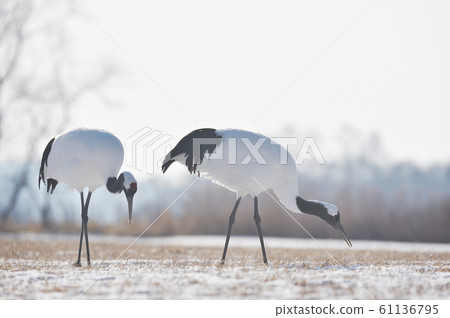 Two Japanese crane foraging (Tsurui, Hokkaido) 61136795