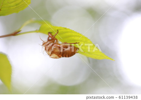 Cicadian shell 61139438