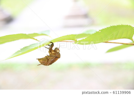 Cicadian shell 61139906