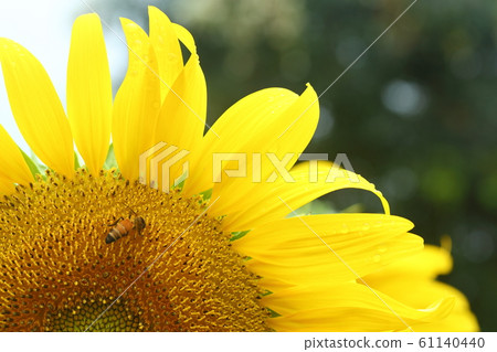 little bee feeding pollen on sunflower little bee feeding pollen on sunflower 61140440