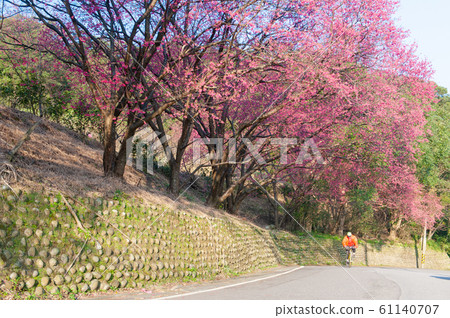 盛開的櫻花，猩紅色的櫻花，山櫻花，自走騎士，台北木柵欄 61140707